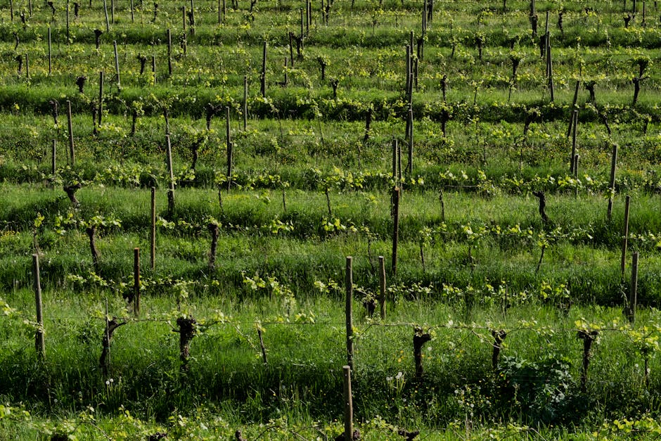 =Vinitaly 2026: apertura ufficiale a Veronafiere della 58ª edizione del salone del vino